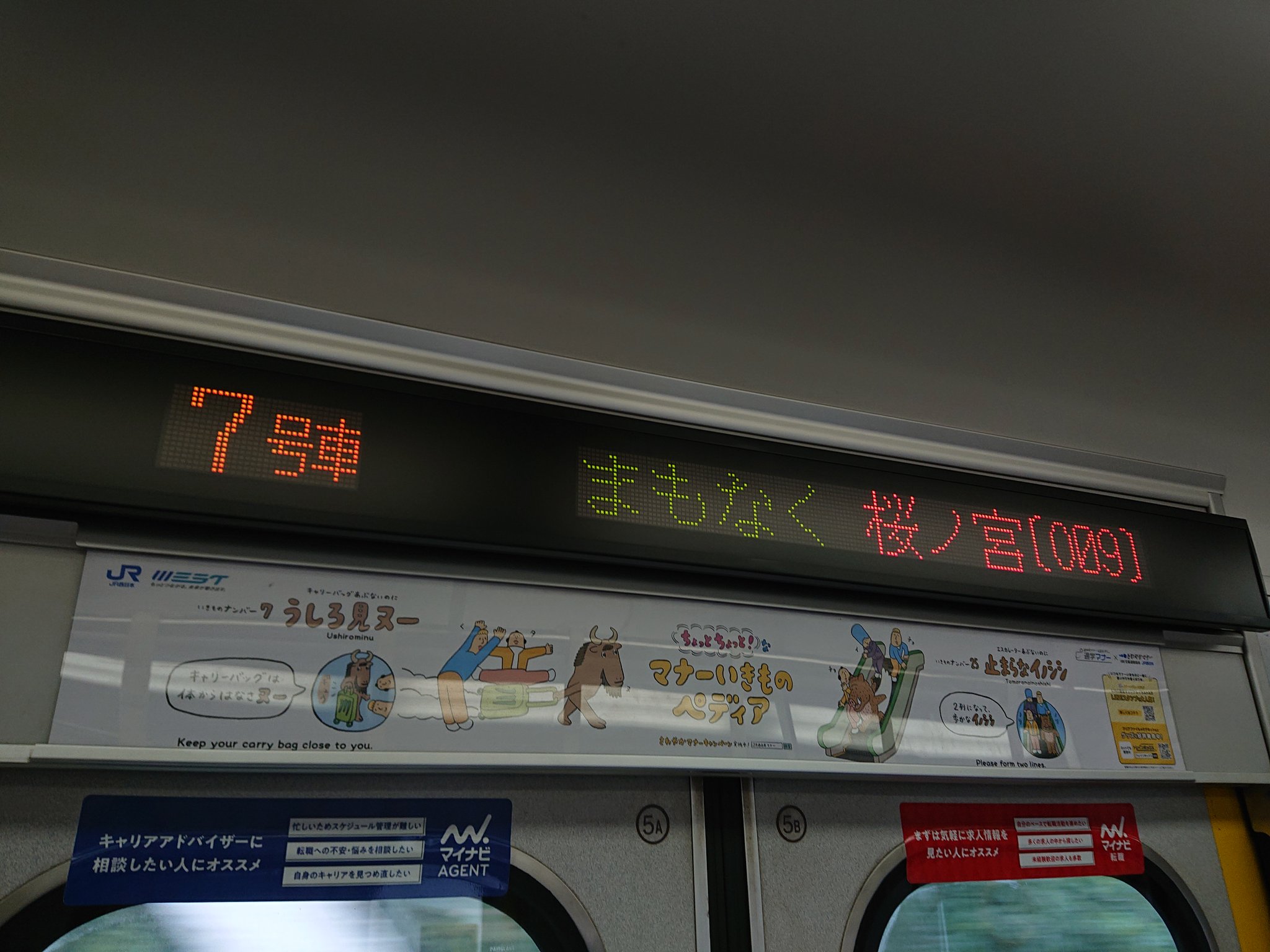樟葉 舞 on X: 