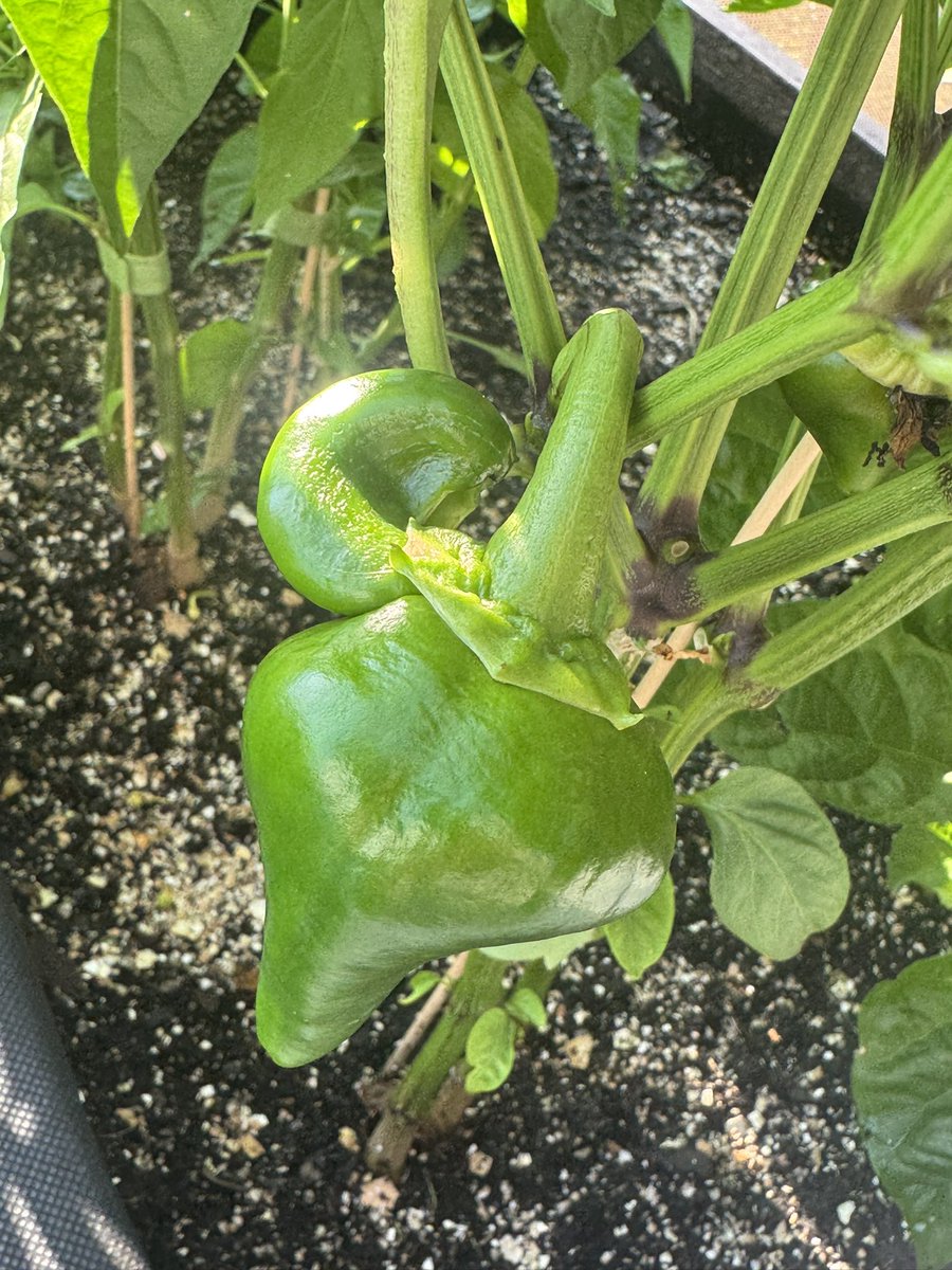 ChicityJr's tweet image. this pepper is growing a wiener