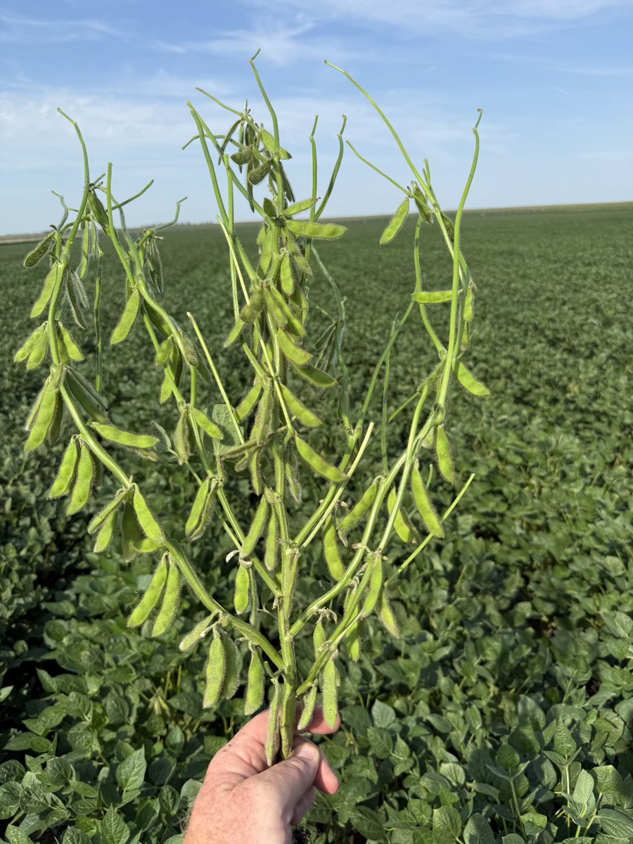 Chase Sauder tweet media