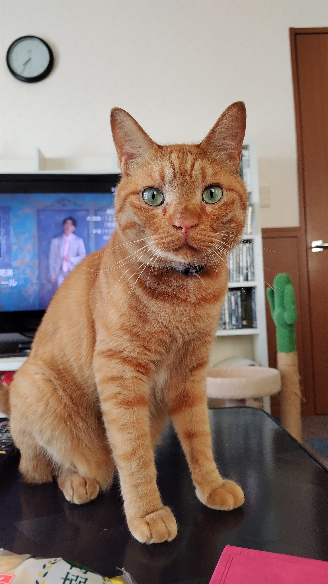猫目 尾道市立美術館 on X: 