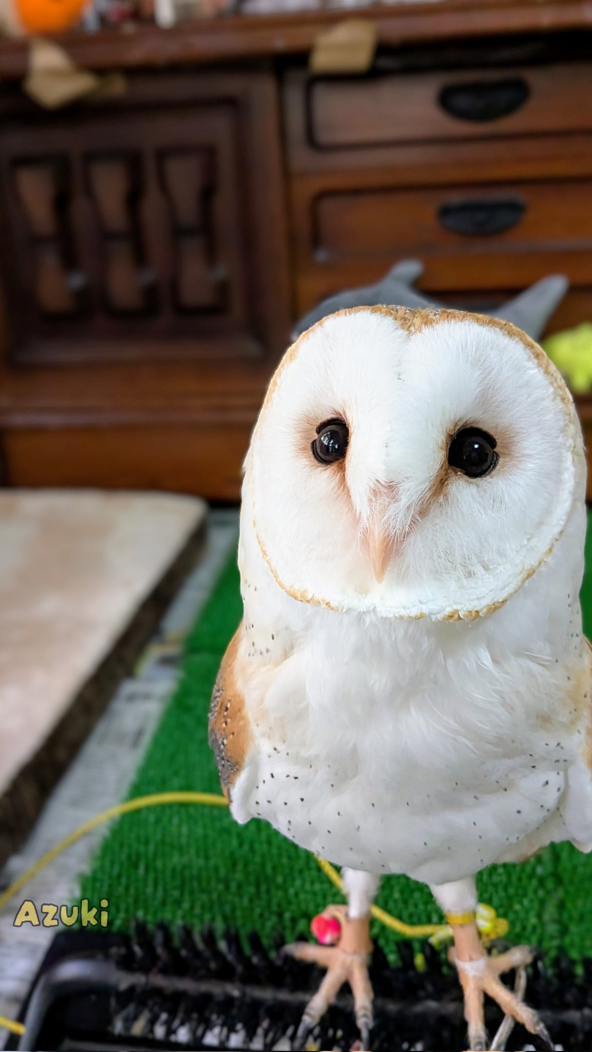 ＊恭ちゃんフクロウ君＊【メンフクロウ】＊レア 楽天市場】HANSA 7644 メンフクロウ 27cm BARN OWL ふくろう 梟