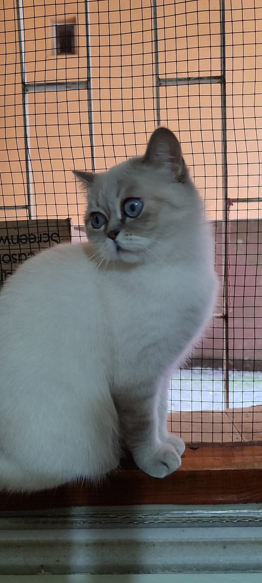 Beş kuruşsuz borçtan batmış bir insanım ama olsun biraz daha batıp seni bulmak için ne gerekiyorsa yapıcam Linda. Yarın ilanını para ödülü koyarak güncelleyeceğim. Umarım bu sefer etkisi olur. Dön artık evine kurban olduğum dayanamıyorum😭