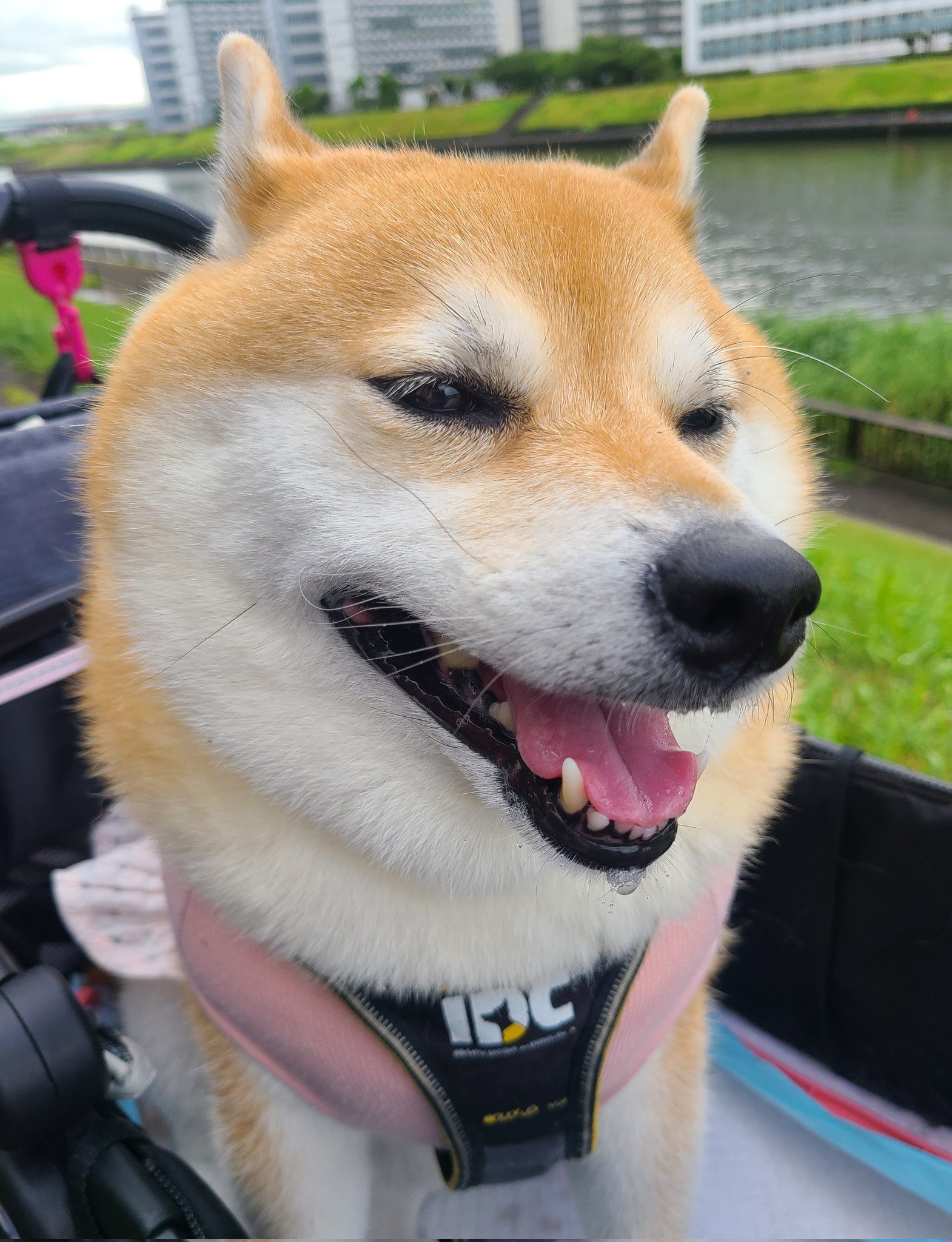 まめまめページ Here's a Shiba Inu and a cat who were good kids even on the