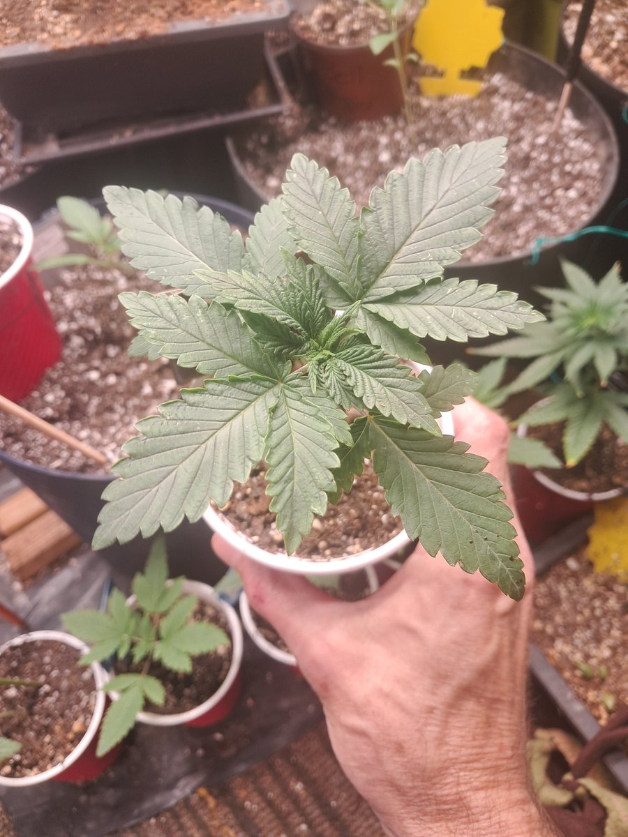 Smokes Alot💨 (@smokesalot421) on Twitter photo The 1992 OG Kush from <a href="/OSCseeds_clones/">OldSchoolChronic</a> seem to be happy today thanks again for the giveaway winnings The 1992 OG Kush from <a href="/OSCseeds_clones/">OldSchoolChronic</a> seem to be happy today thanks again for the giveaway winnings
