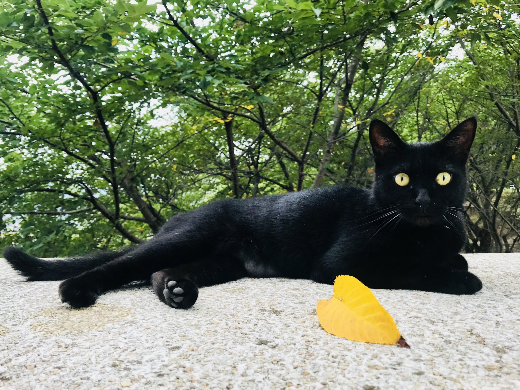 猫次郎 Amazon.co.jp: DECOLE miranda 猫しっぽ クリップボトル 黒猫