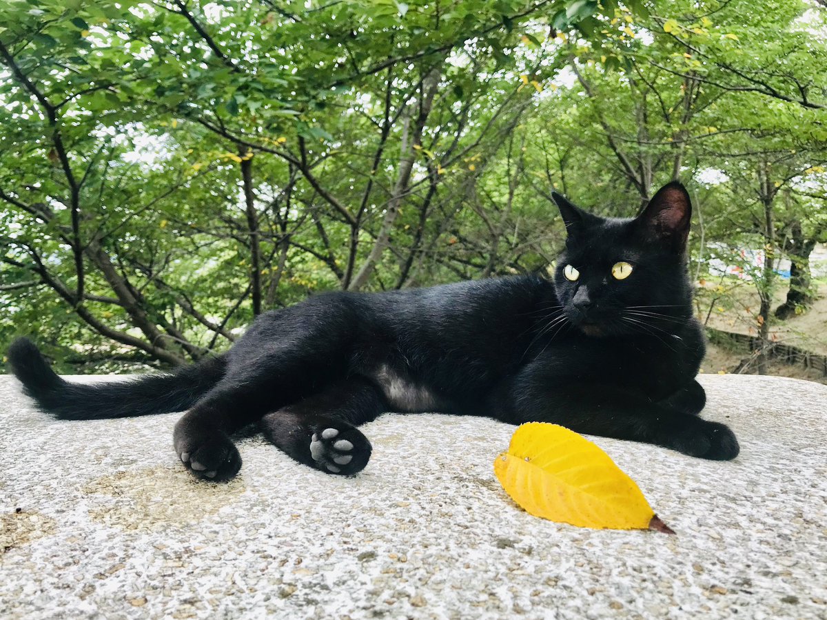 ビンテージフェントンの猫★這っている猫（fe07_1) 楽天市場】猫 ねこ 尻尾 遊ぶ オーナメント ガーデン