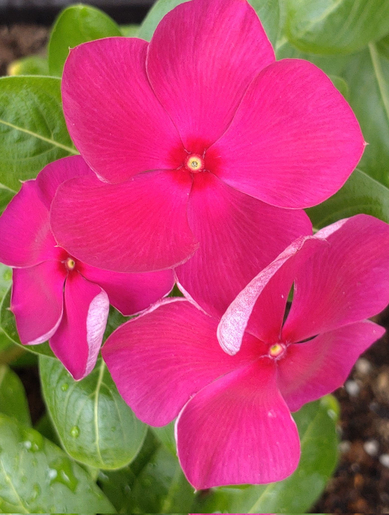❁花＊花mammy❁ mamina on X: 