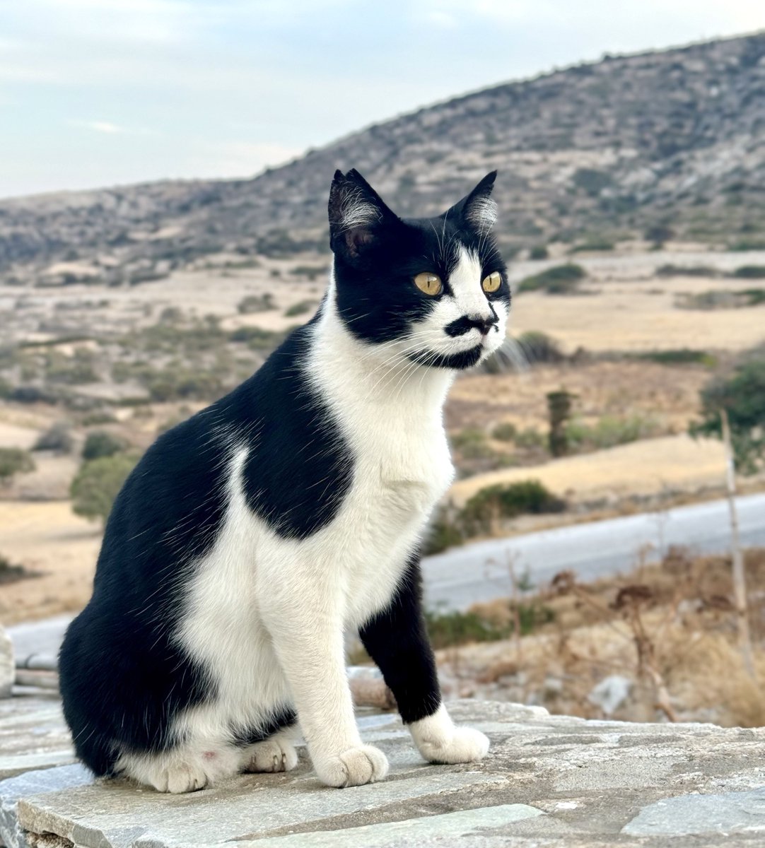 Cats of Iraklia tweet media