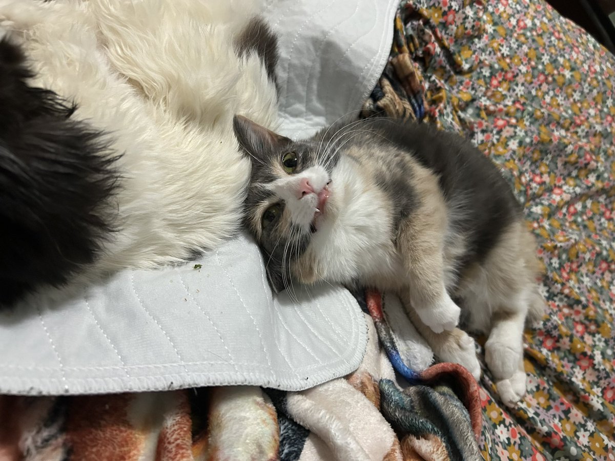 filipe com i tweet media