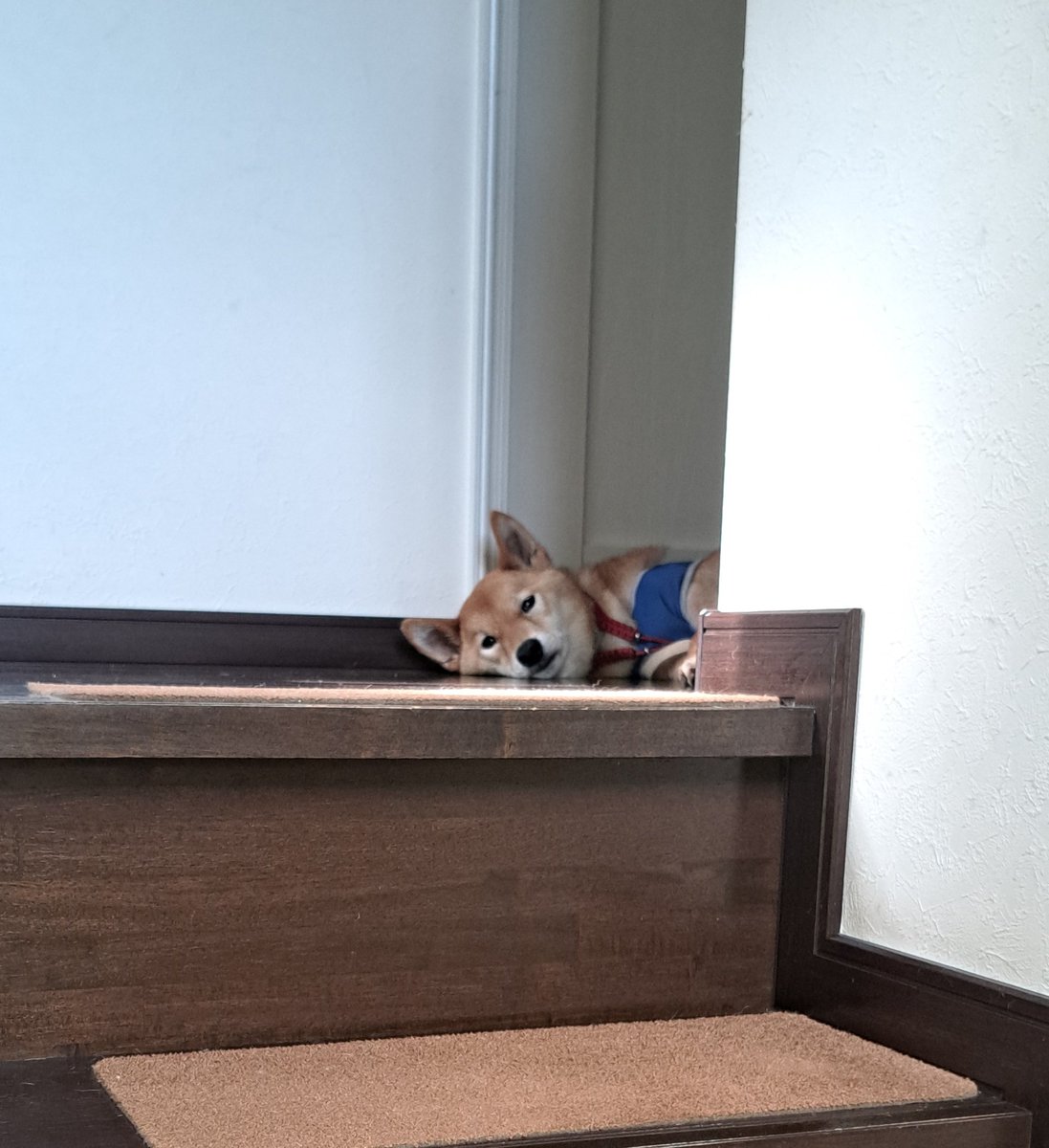 お散歩の時間になると
必ず2階へ
逃げちゃうから大変
 #柴犬ハチ