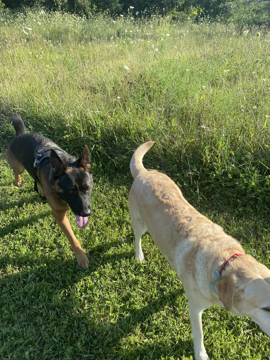 Friday night walking Haley and Gunner
