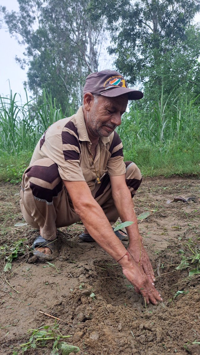 #MegaTreePlantation
#PlantForFuture
"हर पौधा है जीवन का प्रहरी 🌿
Saint Dr MSG के मार्गदर्शन में उनके  जन्म दिवस के अवसर पर लगाएं पौधे डेरा सच्चा सौदा के अनुयायियों ने और प्रदूषण मुक्त, स्वच्छ व हरा-भरा भारत बनाये रखने का संकल्प लिया।" 🌱