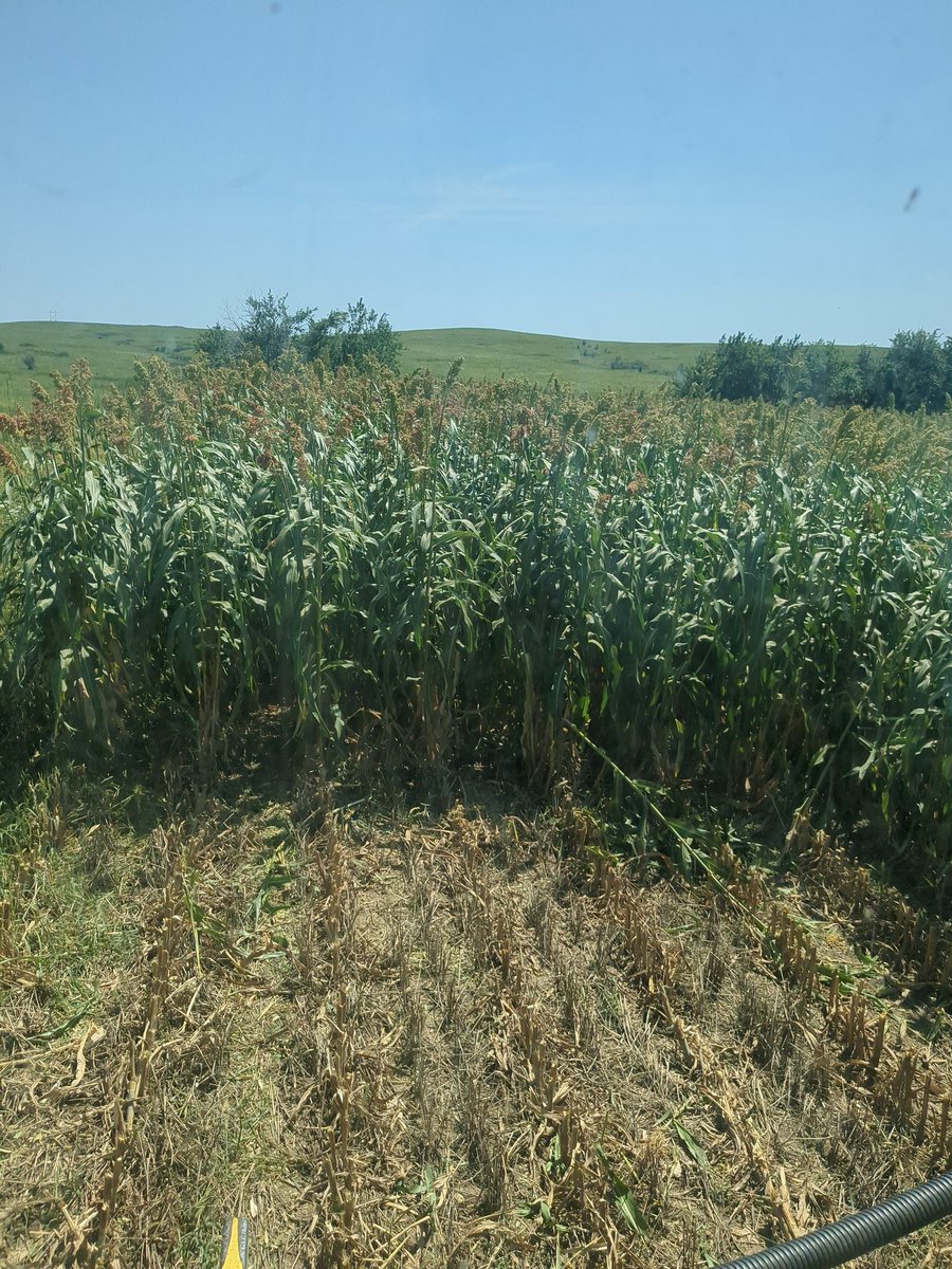 Nathan Peterson tweet media