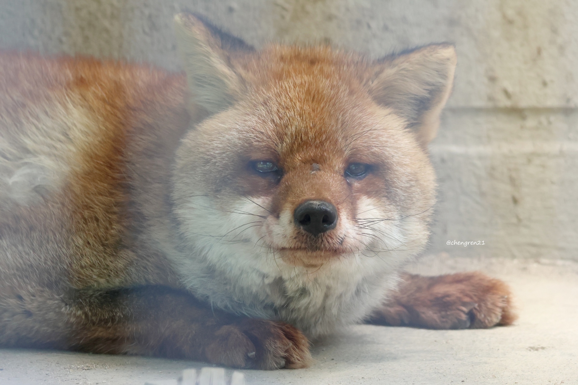灰色の狐猿　8/1 アニマルヘッド（S） 晴雨兼用傘 TL13 Fox Umbrellas/フォックス