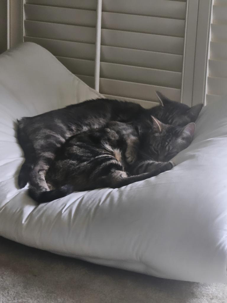 AP5sugarcan's tweet photo. @mellifera_x3 Return home and soak in the cat energy!! https://t.co/4YvcxmHpK0