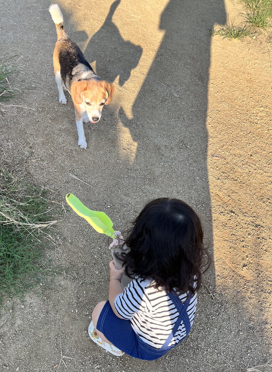 Beagleume15's tweet photo. 妹とドッグランに行ってきたの！

#ビーグル
#beagle 
#ビーグルうめちゃん https://t.co/8QdUa5zABh