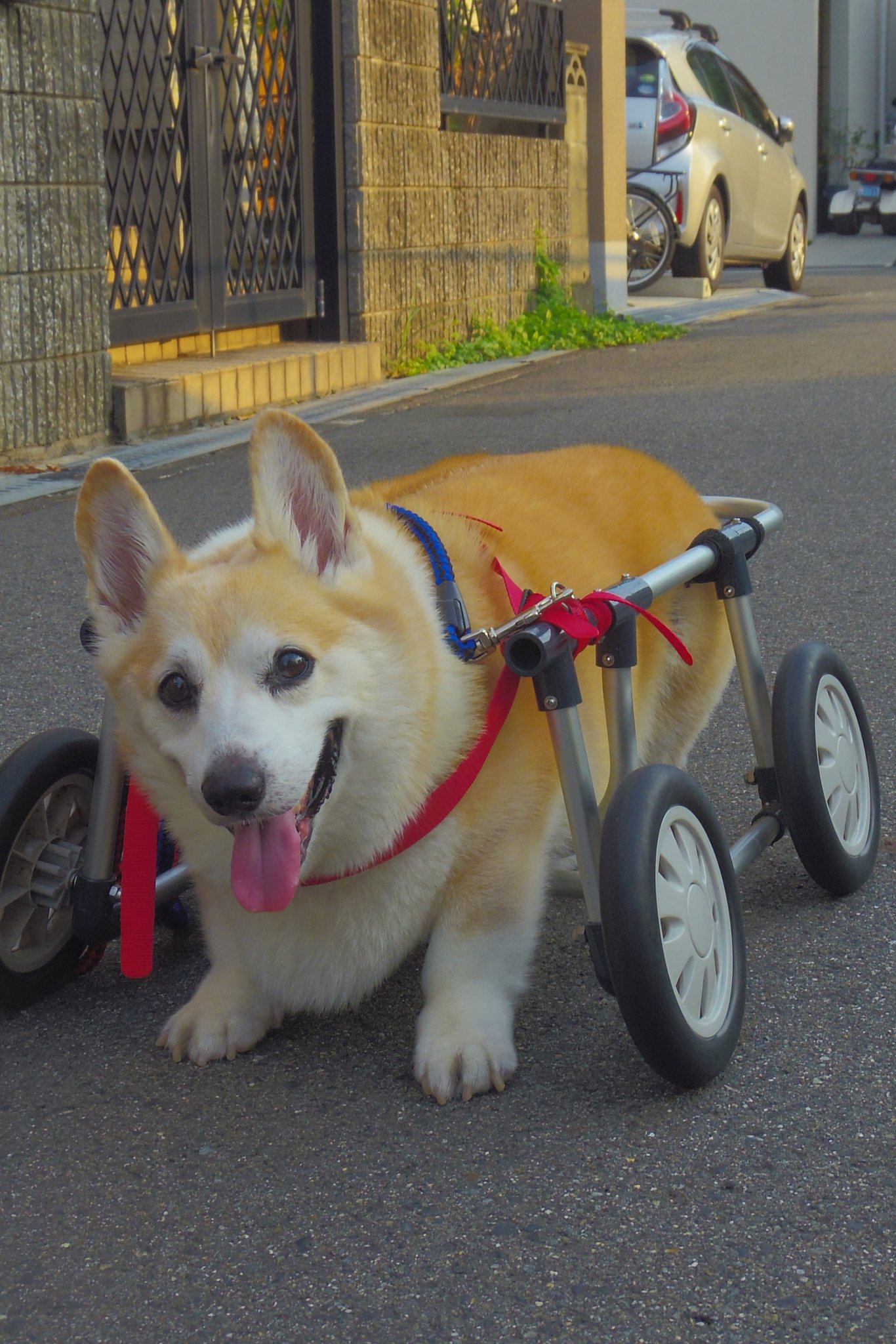 Buddy & Buddy (@Buddy1957090828) / X