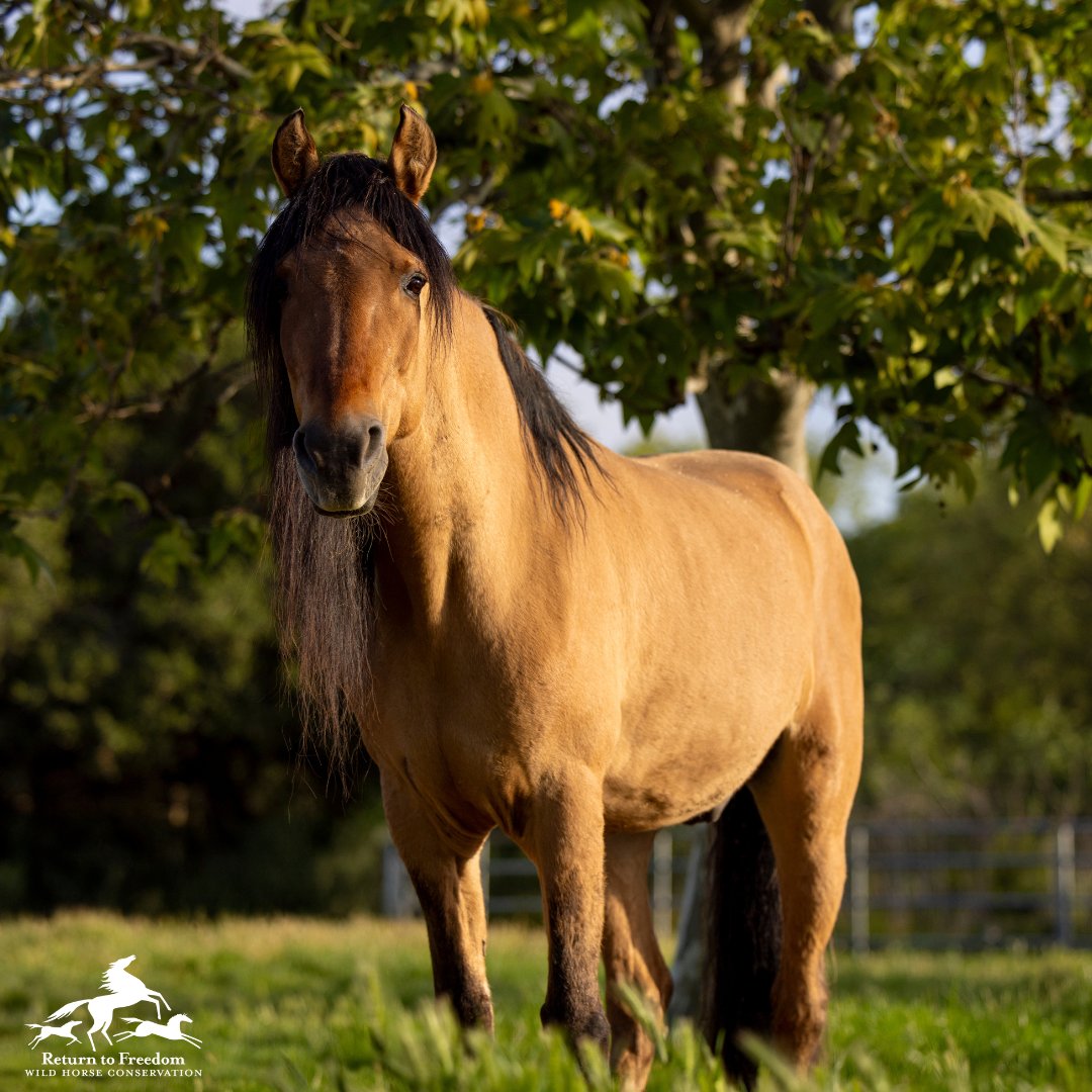 Handsome as ever!  Spirit, the Kiger mustang stallion chosen to be the artists’ muse and model for @dreamworks’ film “Spirit: Stallion of the Cimarron,” turned 30 on May 8. #horses