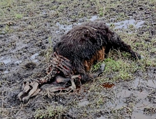 Así apareció muerta una vaquillona en el medio del campo, en Pila, Pcia. Bs. As.
Pelada hasta el hueso de la paleta para adelante, intacta el resto.
Puma? No parece.
Chupacabras?
Marcianos?
Misterio.