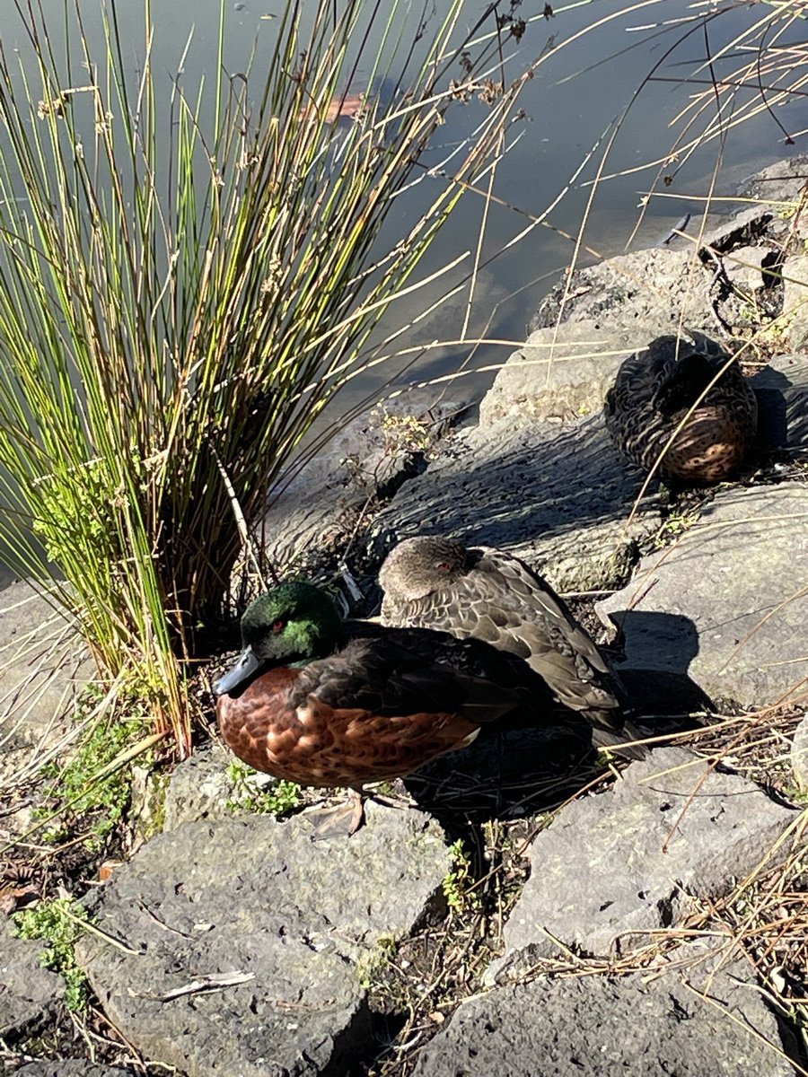 undeadgengars's tweet photo. quacks https://t.co/bzbwGR7Rjy