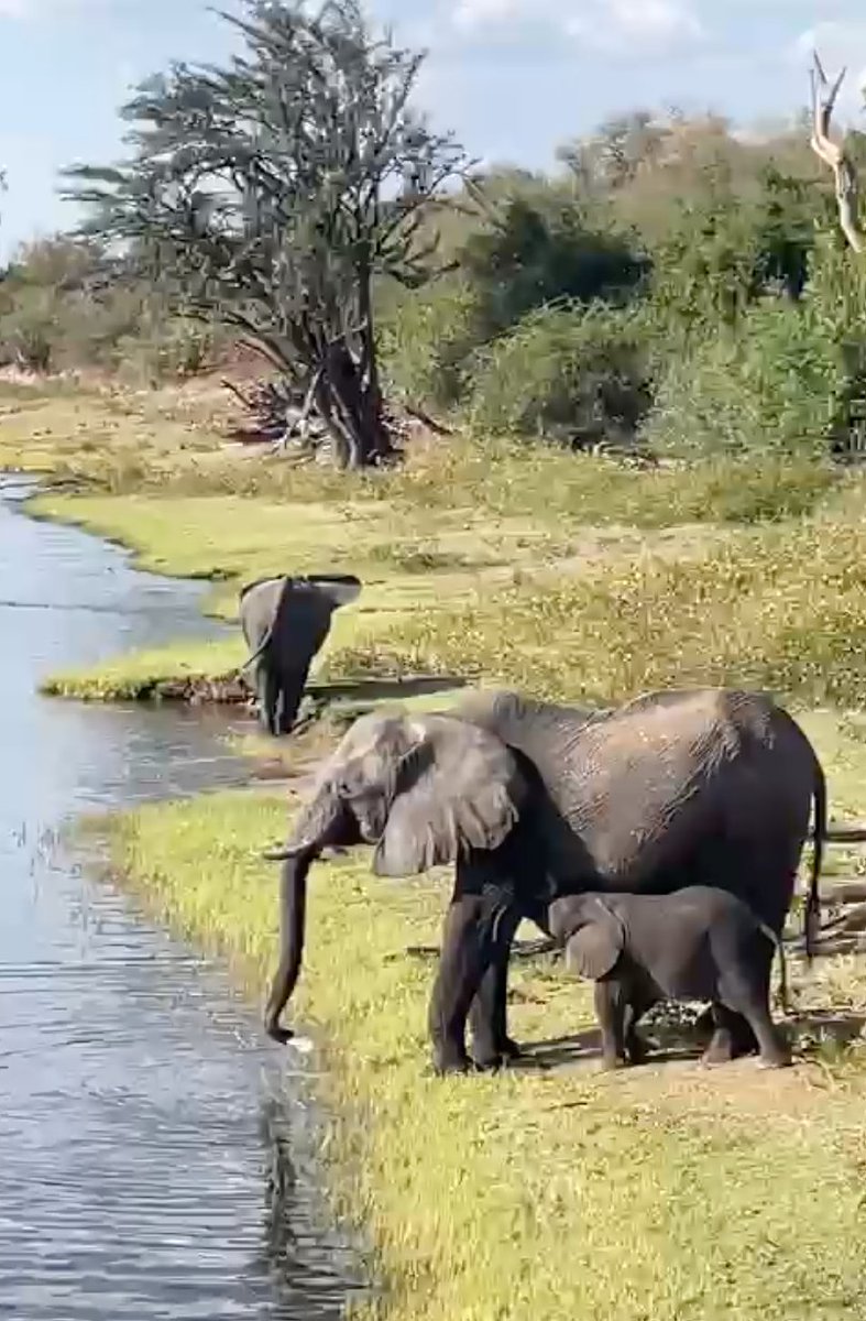 Post to The Earth Organization - United States
HONORING WORLD ELEPHANT DAY - DISCOUNTED 2026 ECO SAFARI! DON'T MISS THE TWO-WEEK DISCOUNT DEADLINE OF AUGUST 31ST!!! - [Campaign URL]