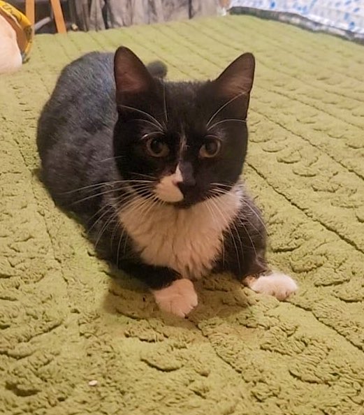 Hermosa gatita regalona busca una oportunidad! La ayudamos? Stgo. Contacto +56 9 5728 8692