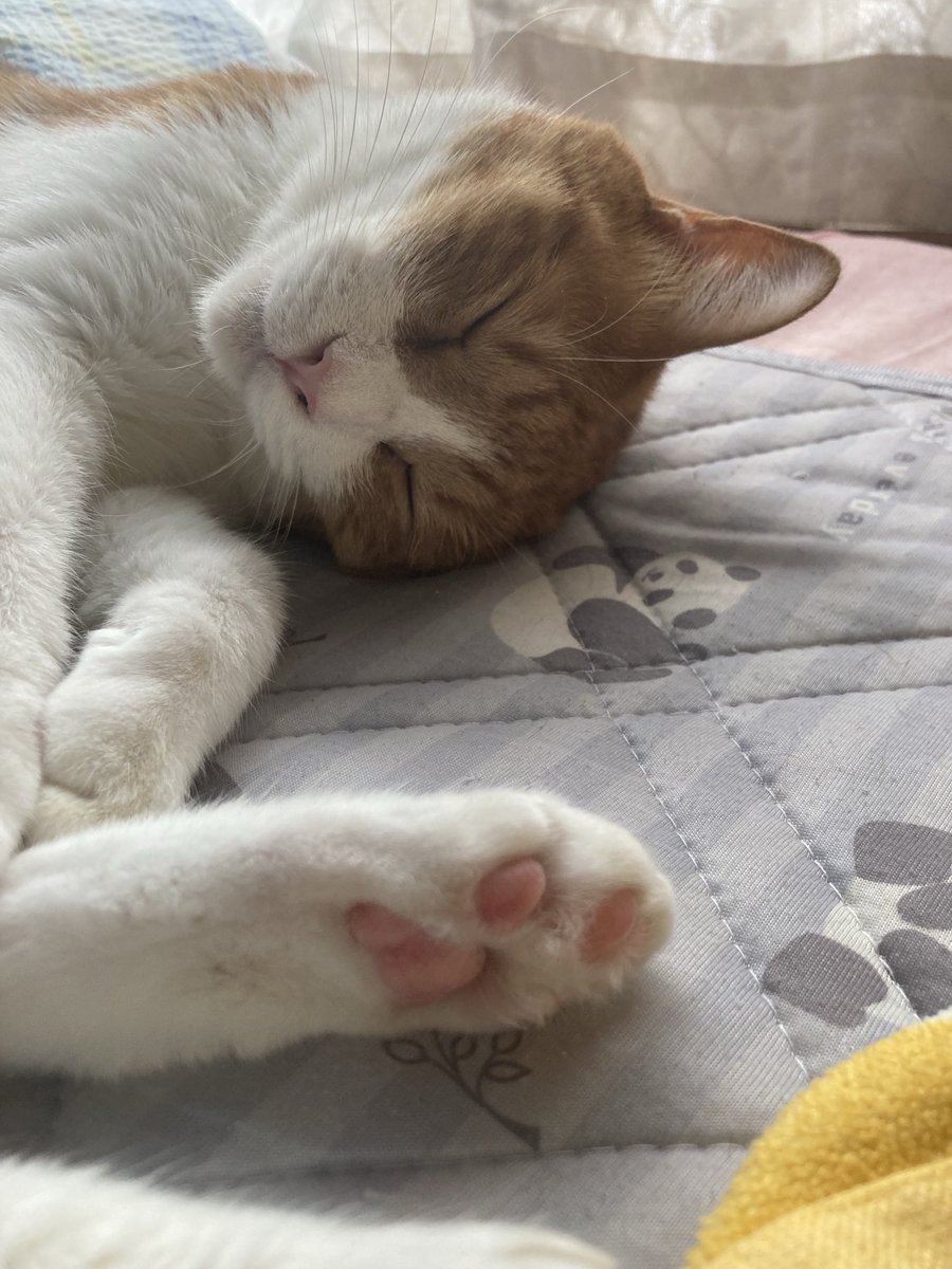 ecochandy's tweet photo. おはにゃん🐾 今朝の猫風景 🐾 今日は野球三昧⚾️ MLB、高校野球、NPB…、猫様達はBobbyもHelenも二度寝三昧💤
#photocat #2025mlb #2025高校野球
#2025npb https://t.co/tS1Z1N1B4D