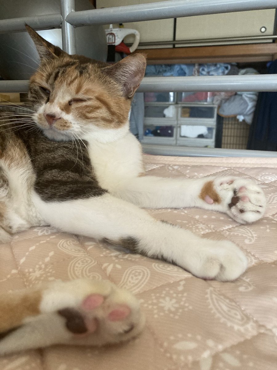 ecochandy's tweet photo. おはにゃん🐾 今朝の猫風景 🐾 今日は野球三昧⚾️ MLB、高校野球、NPB…、猫様達はBobbyもHelenも二度寝三昧💤
#photocat #2025mlb #2025高校野球
#2025npb https://t.co/tS1Z1N1B4D