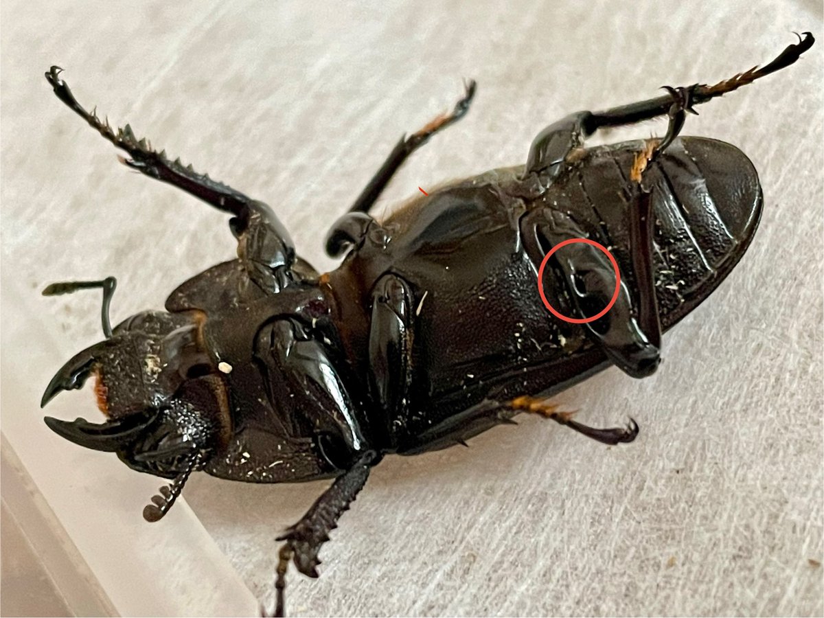 StagBeetle (@StagBeetle9898) / Posts / X