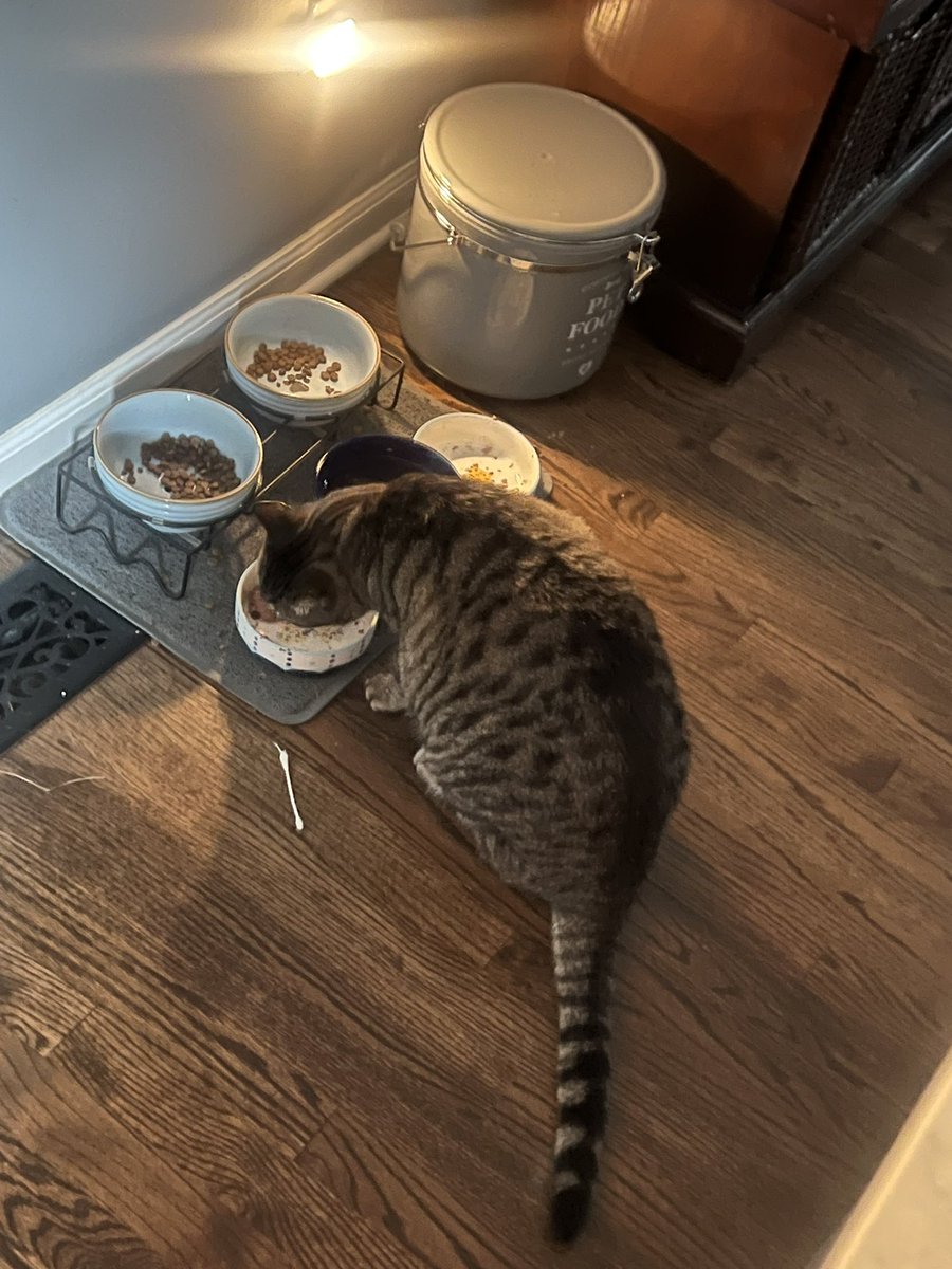 my fatass cat didn’t even finish his own food before stealing his sisters… big and greedy for the love of the game