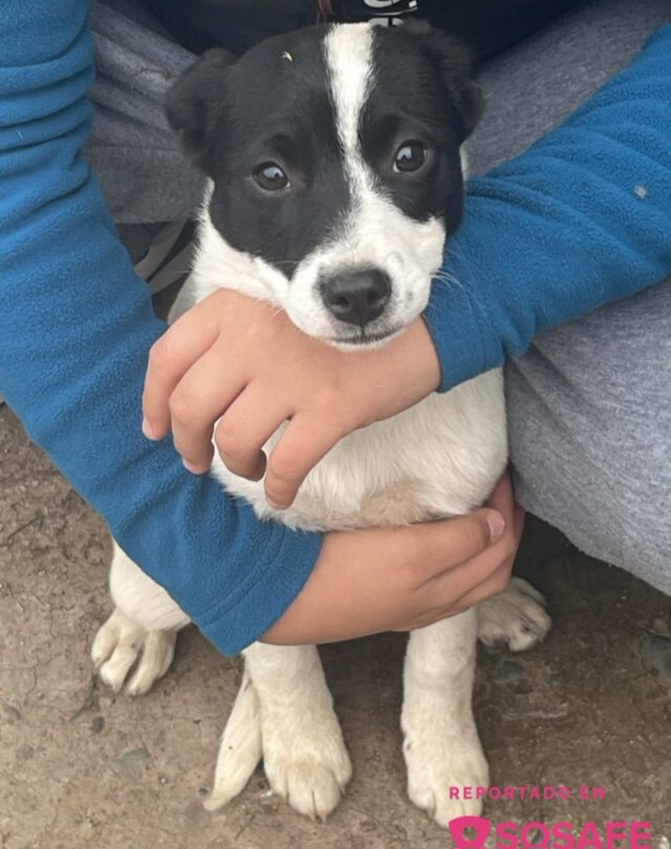 Cachorra en adopción, fue encontrada por el sector de Pajaritos con Berkeley al parecer abandonada.
O se busca un Hogar Temporal para que no quede en la calle, se proporciona alimento y camita.
+569 7861 4311 #Santiago
RT <a href="/cosmica_gatita/">maquitamarmota</a> <a href="/bartorell/">#SoyBartorell</a> <a href="/KarendTV/">Karen Doggenweiler L</a> <a href="/carolinapinoc/">Caro 🌲 C.</a>