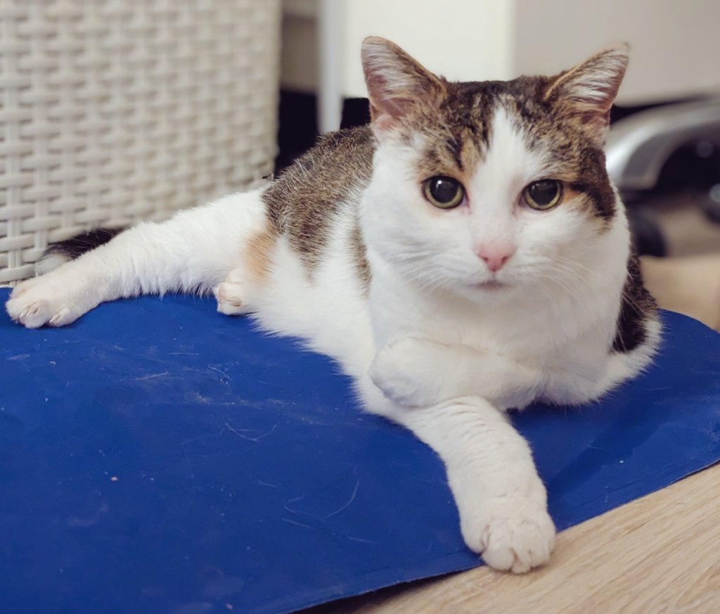 Good nite mien Frens! Imbsleepy on mein kooly mat too nite.  .