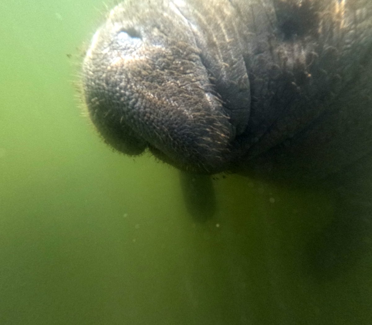 j_pos76's tweet photo. Swimming with Manatees. https://t.co/9FQCUyXK2T