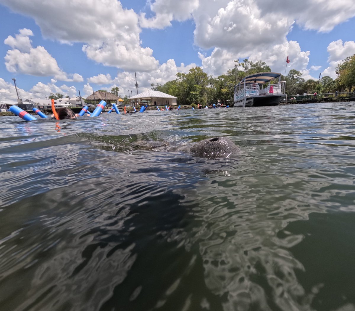 j_pos76's tweet photo. Swimming with Manatees. https://t.co/9FQCUyXK2T