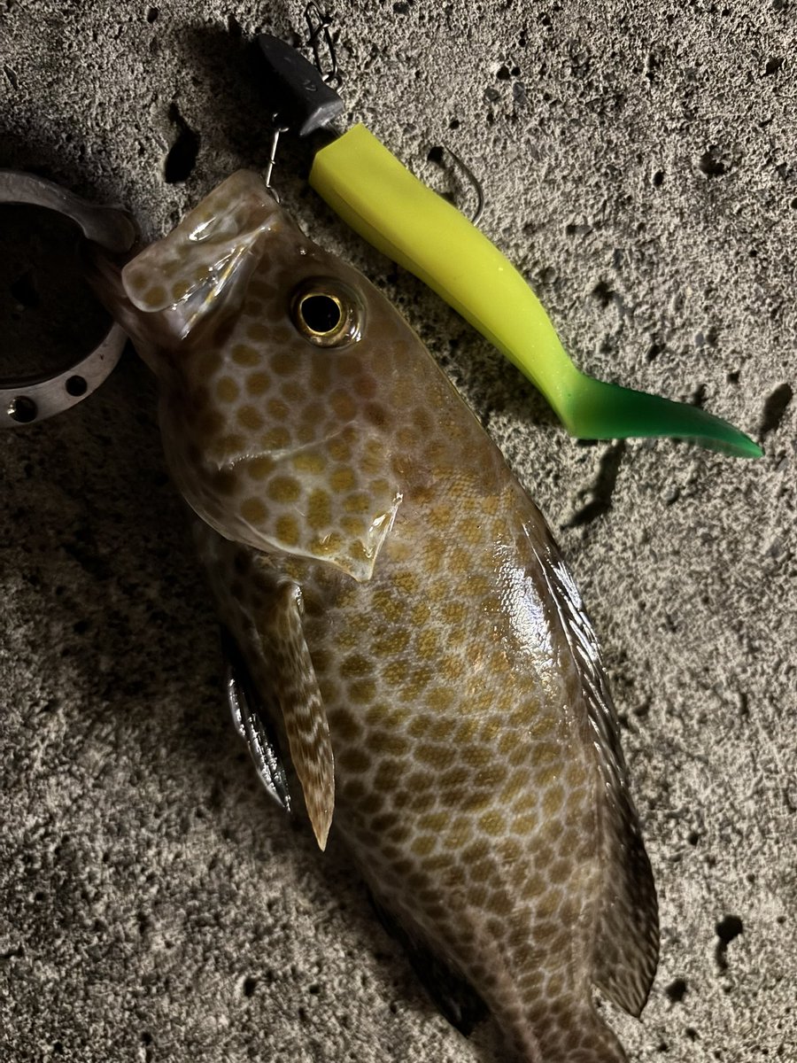 太刀魚ってなんだっけ