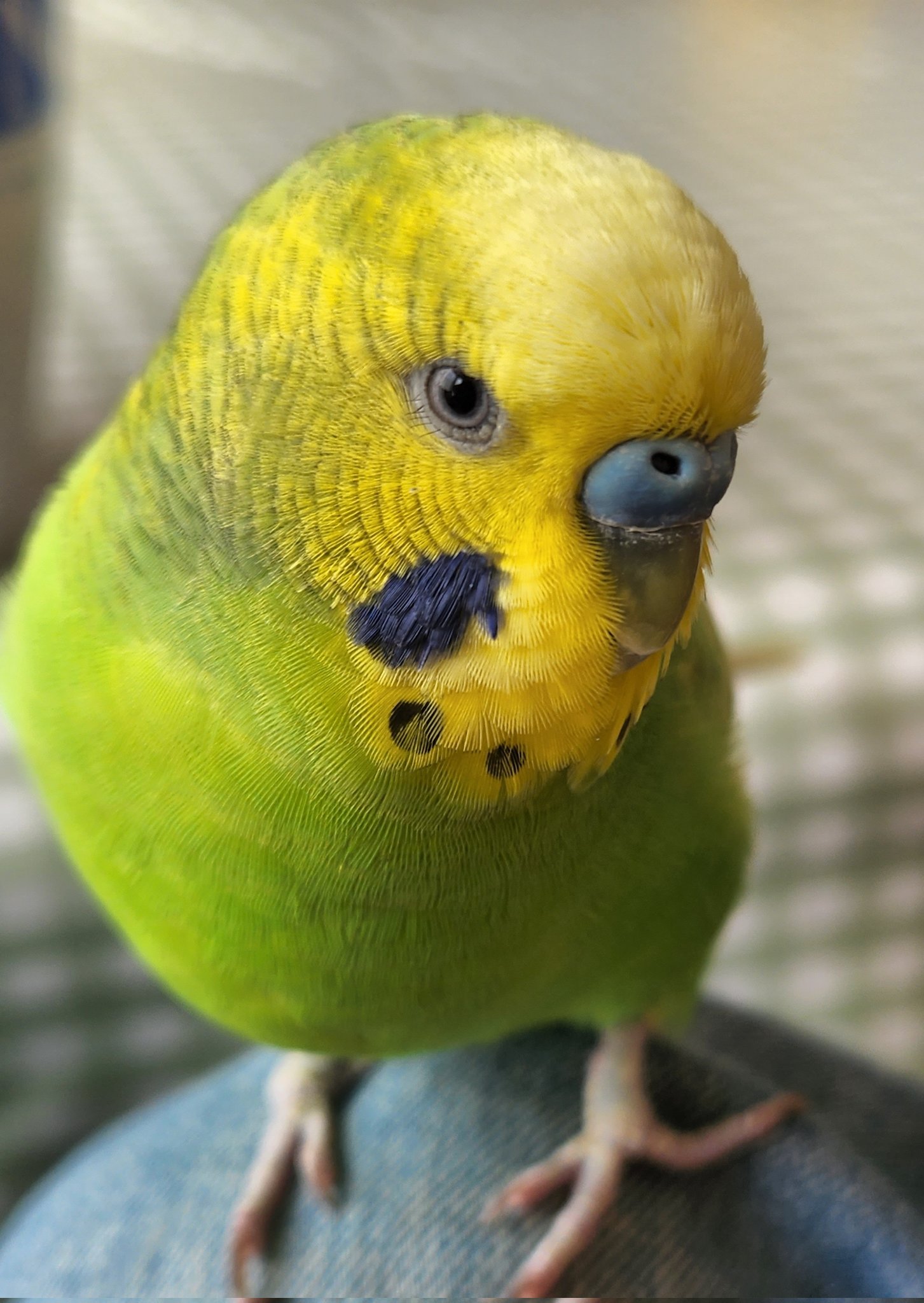 ◆インコ◆ Ume's Chat 
