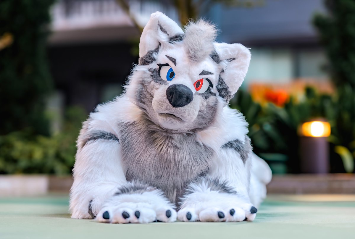 ❄️Yukito❄️ 🔜 FWA (@yukitothefox) on Twitter photo Are you expecting me to wag and bark like a dog?... Ok maybe I will...
#FursuitFriday
📸: <a href="/ChatahSpots/">ミーゴー💢🔜AFC🇺🇲,SK🇰🇷,獸無限🇹🇼,ケモコン🇯🇵</a> Are you expecting me to wag and bark like a dog?... Ok maybe I will...
#FursuitFriday
📸: <a href="/ChatahSpots/">ミーゴー💢🔜AFC🇺🇲,SK🇰🇷,獸無限🇹🇼,ケモコン🇯🇵</a>