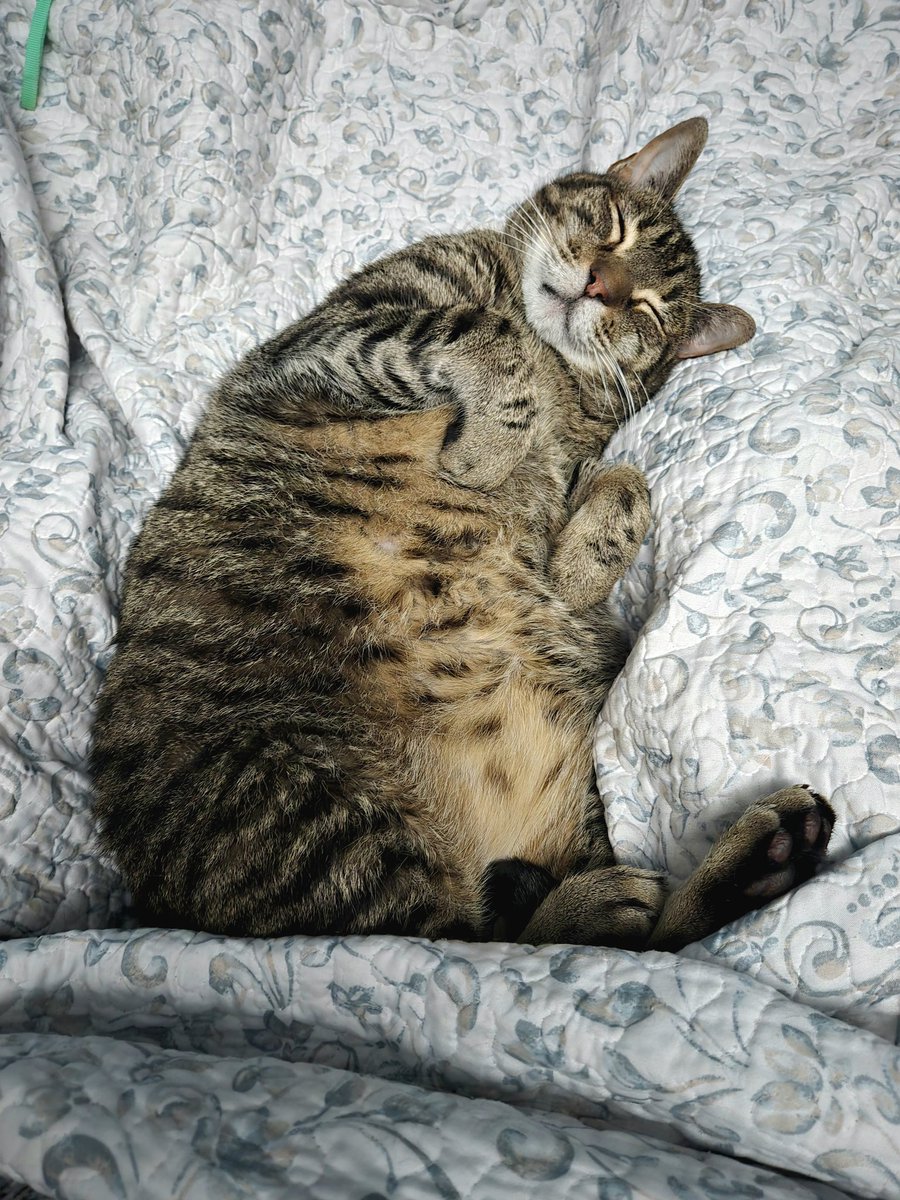 ladymelmay's tweet photo. @madsingzlife Sending you love and cat snuggles friend 💙 https://t.co/vrIoJfDRrx