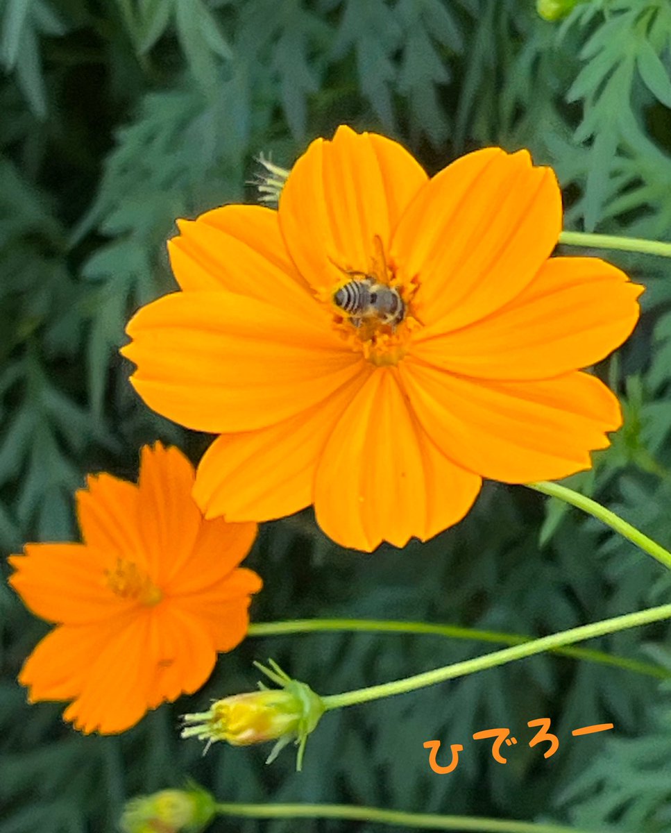 おはようございます•ᴗ•ꕤ*🌻

8月16日 土曜日☔️雨のち晴れ☀️
蒸し暑い夜でした😩💦

お盆休みもあと2日🥺
疲れた身体をゆっくり癒しましょう😌🍀.*

ビタミンカラーのキバナコスモスを
どうぞ😃🫱🏻🌼🌿.∘

素敵な休日をお過ごしください🤗💐🎀⟡.·