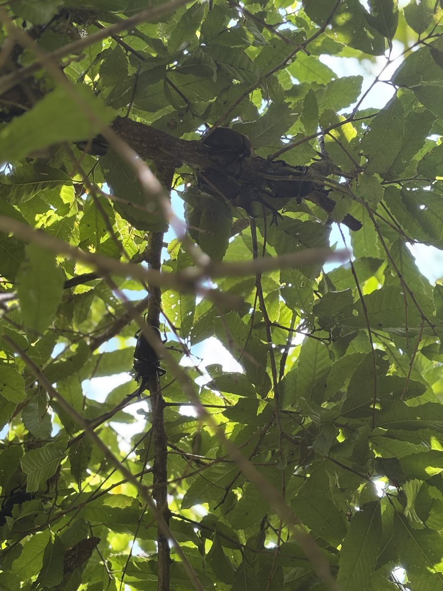rocobee's tweet photo. カブトムシ https://t.co/h4xrDzKlju