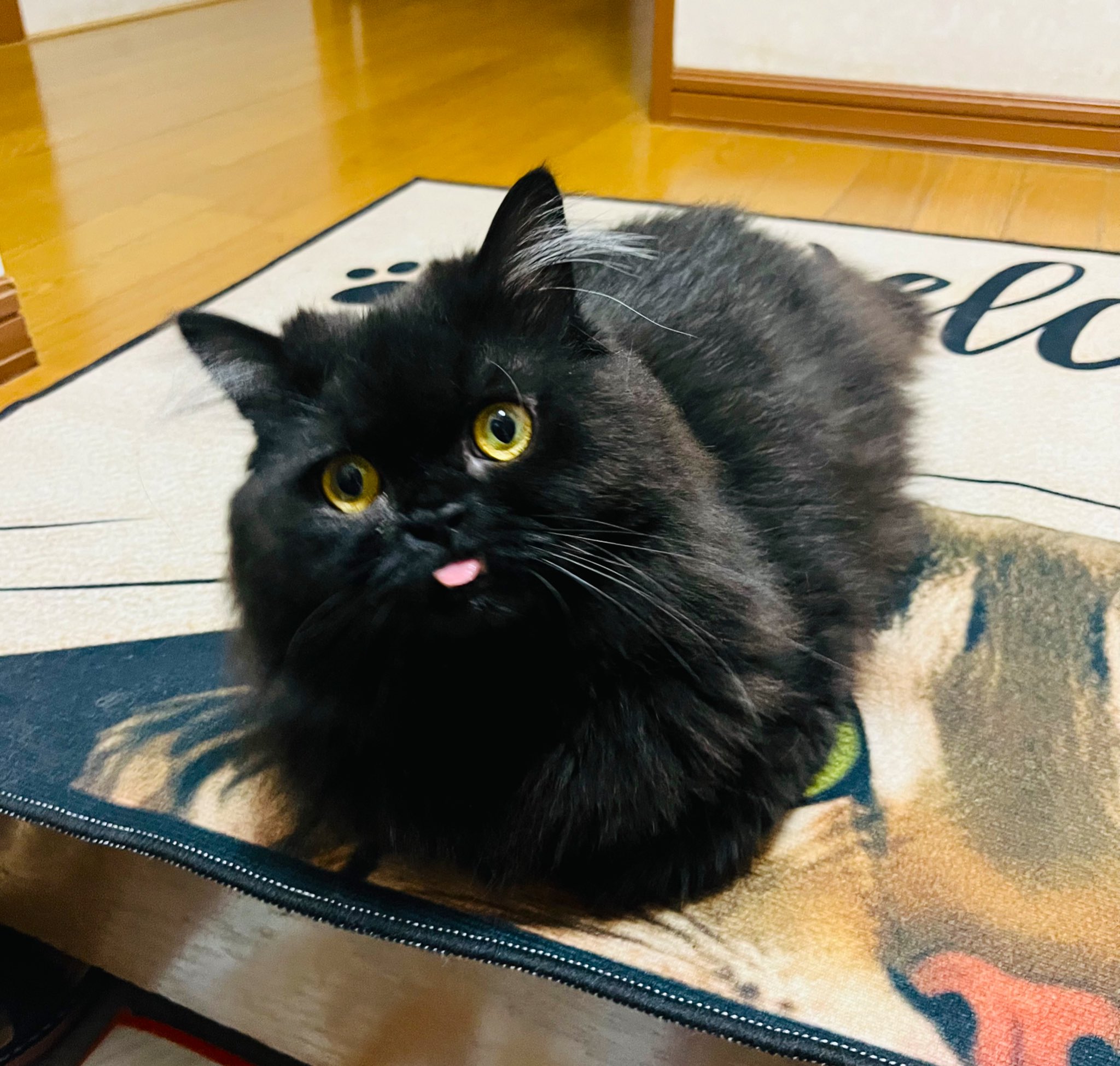 黒猫様 御専用 Amazon | [ZOOKISS] 財布 黒猫 ねこ 猫柄 アニメ メンズ 長財布