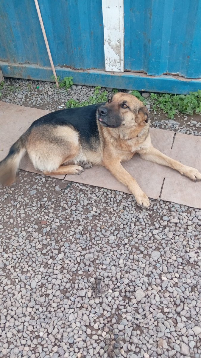 Amigos y amigas, ayúdenme a difundir el caso de estos perritos son 10 adultos y 5 cachorros qué están abandonados en la Pintana la empresa de recolección de residuos que estaba perdió la licitación y la que llegara no sé sabe si los sacarán del terreno o les pueden hacer algo.