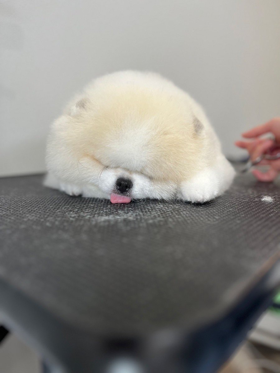 romio_pome's tweet photo. 😴 https://t.co/JjAgfyo5rU