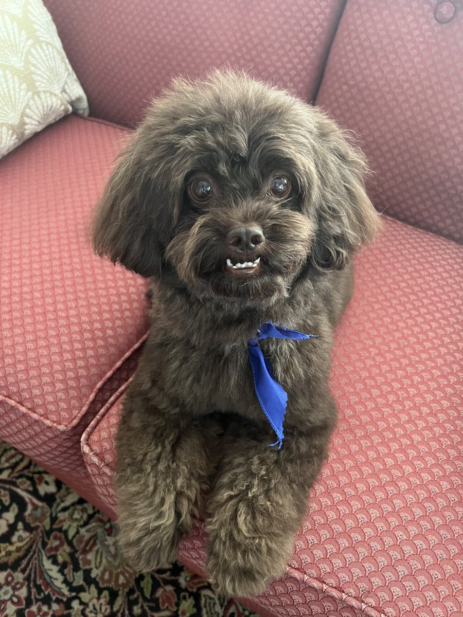 Dr. Monica Schroeder, pHCLE, NIU & DePaul alumna (@mschroeder6) on Twitter photo Fresh cut. New school year. Who’s ready for Monday <a href="/NSSD112/">North Shore SD 112</a>? 👇one is excited! #112leads Fresh cut. New school year. Who’s ready for Monday <a href="/NSSD112/">North Shore SD 112</a>? 👇one is excited! #112leads