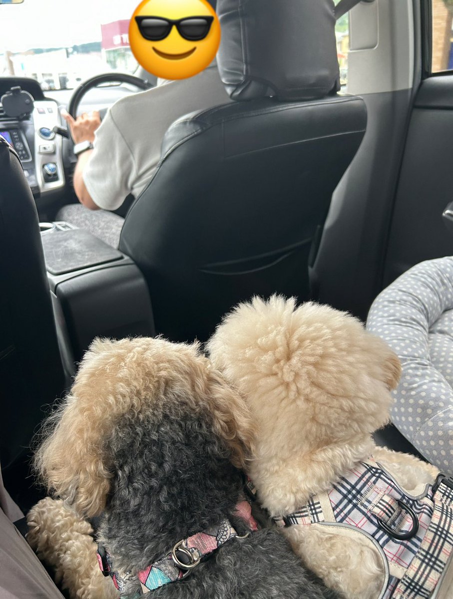 どこに連れて行かれるのかな…
そんな会話をしてそうな🐶🐶