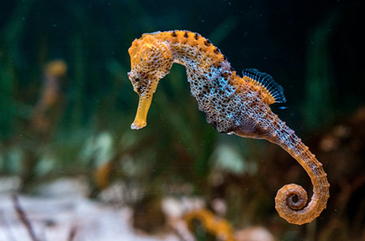 Agro 🦌🐺👁️ tweet media