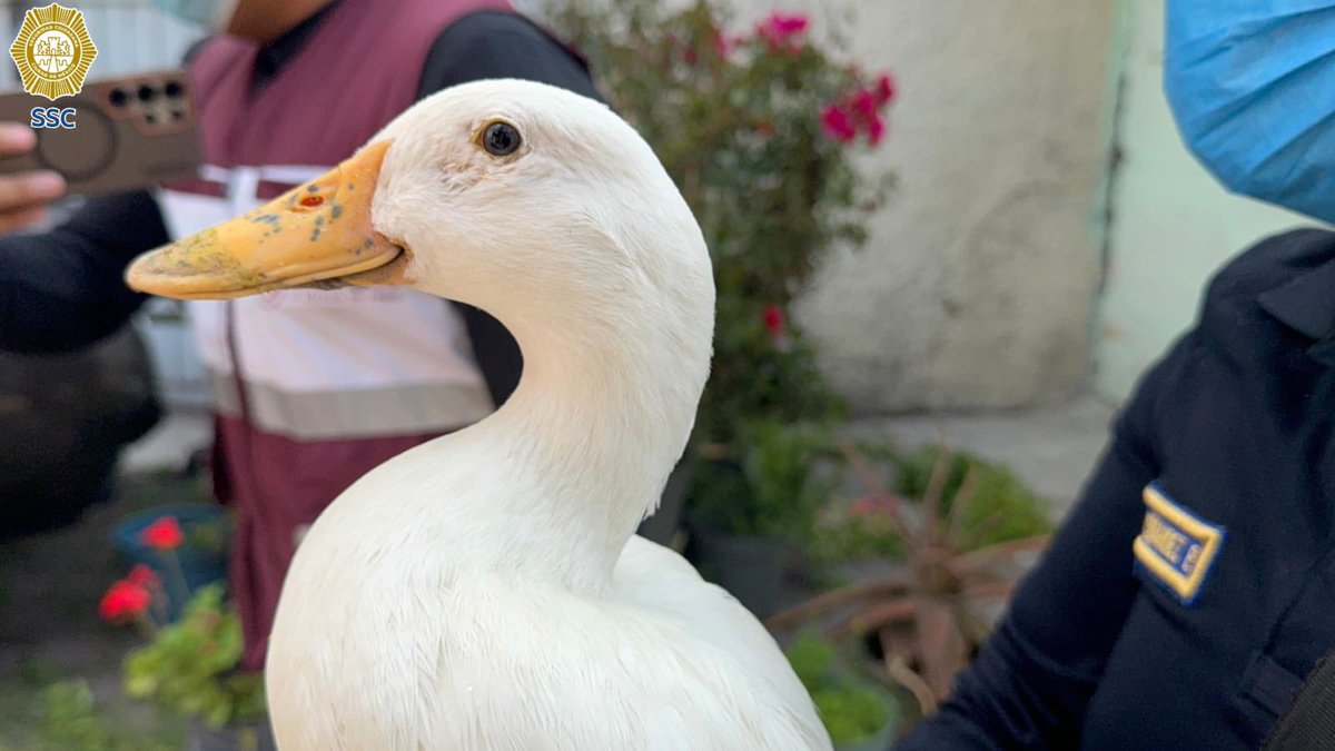 SSC_CDMX's tweet photo. Una oficial de la #PolicíaAuxiliar de la #SSC rescató un pato que encontró escondido y asustados, en la bodega en la que ocurrió un incendio esta tarde en @IztacalcoAl; ya se solicitó la presencia de personal especializado de la Brigada de Vigilancia Animal para su resguardo. https://t.co/wbjaH9L5QY