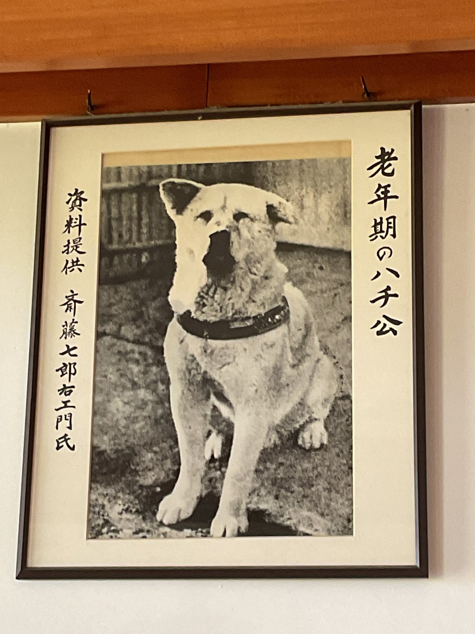 番犬ハチ公 秋田犬 HACHI ハチ EX ハチ公生誕100周年記念・限定品（2023.4