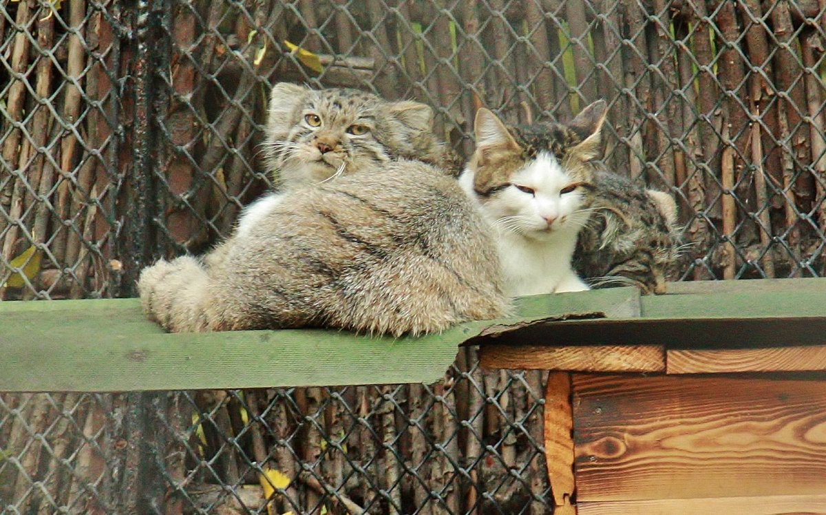 Daily Manul (@dailymanul) on Twitter photo 