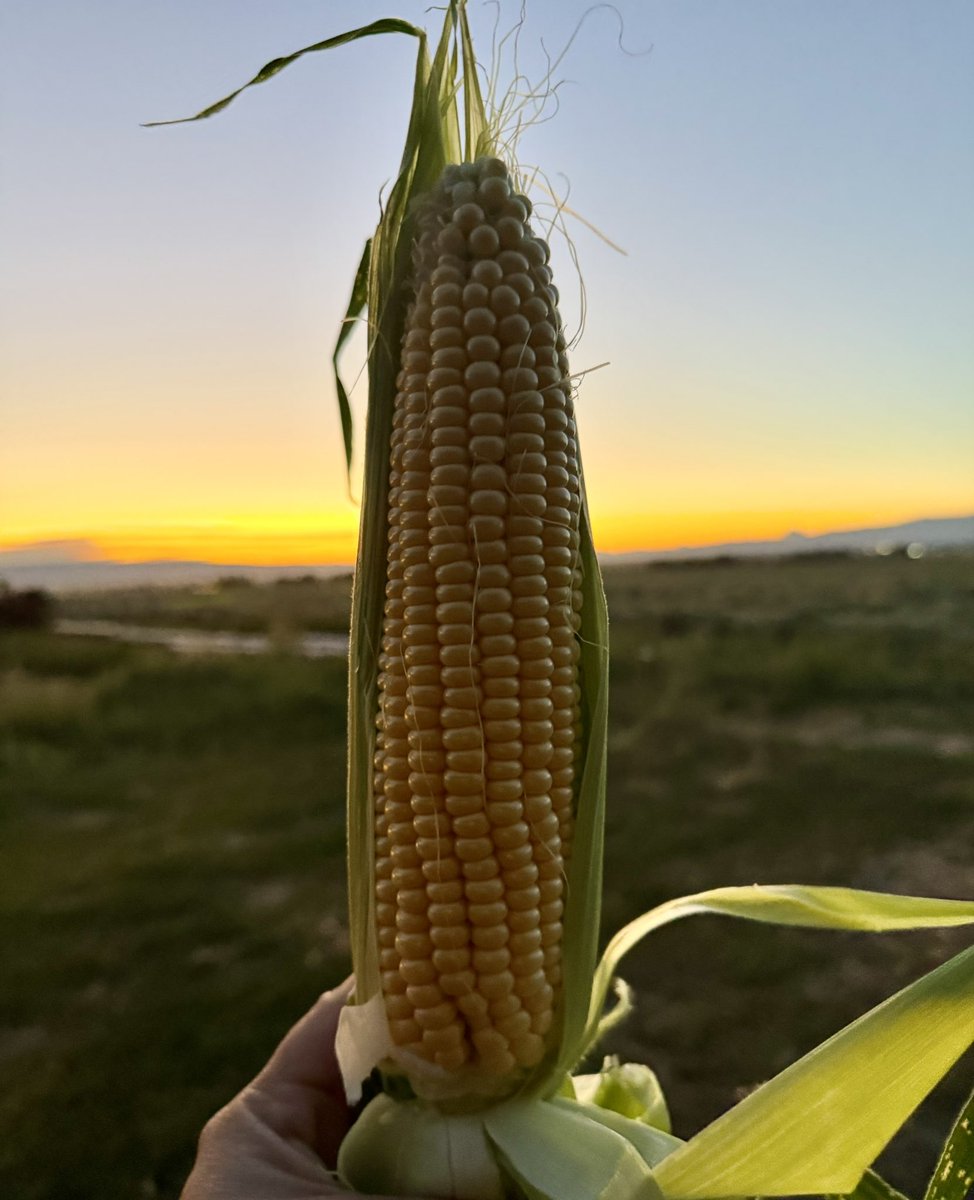 Eric Sorensen tweet media